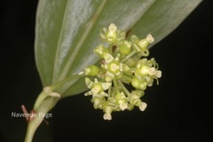 Smilax wightii
